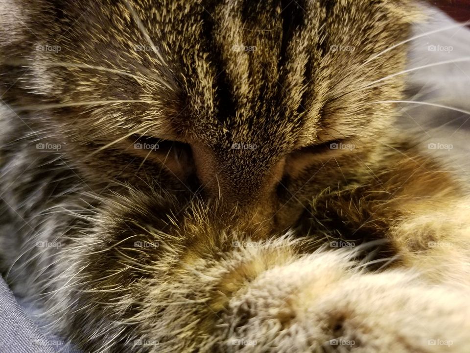 Sleepy Kitty Close Up