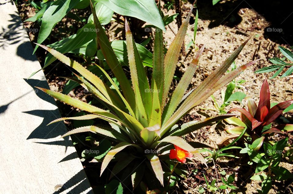 Nature new Caledonia