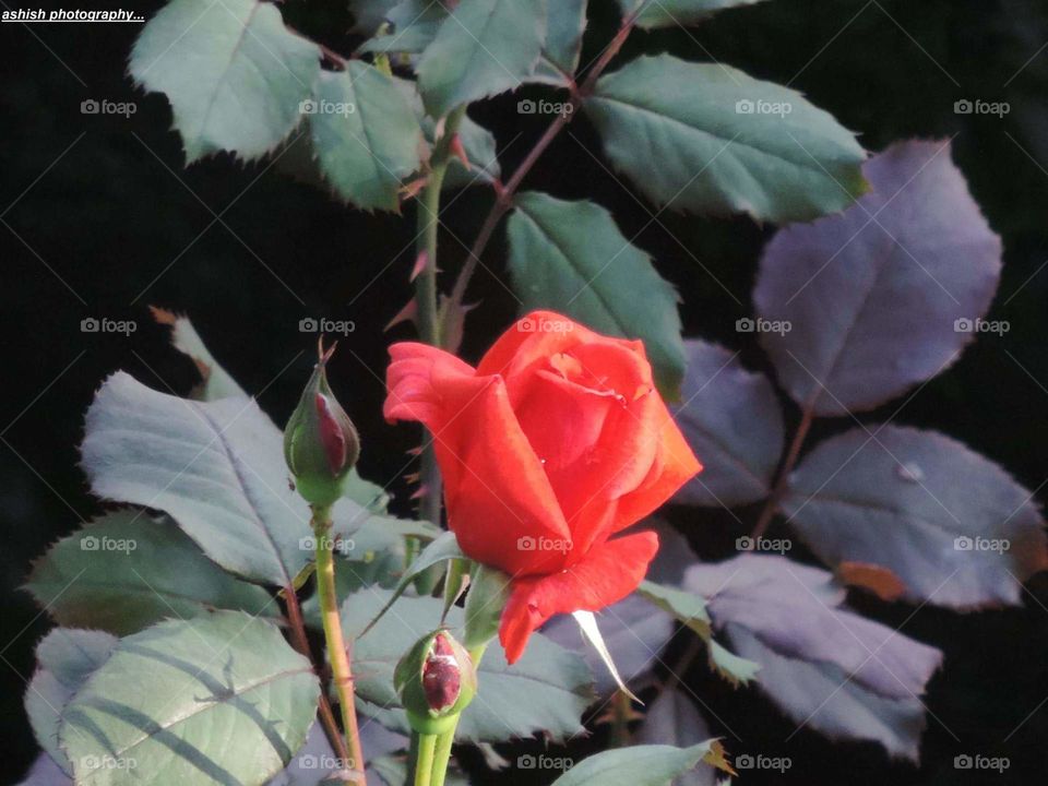 FLOWER RED ROSE