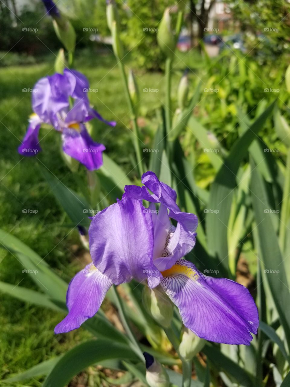 First Iris Blooms of Spring