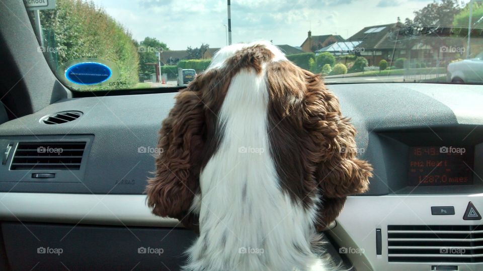 dog in the front seat driving