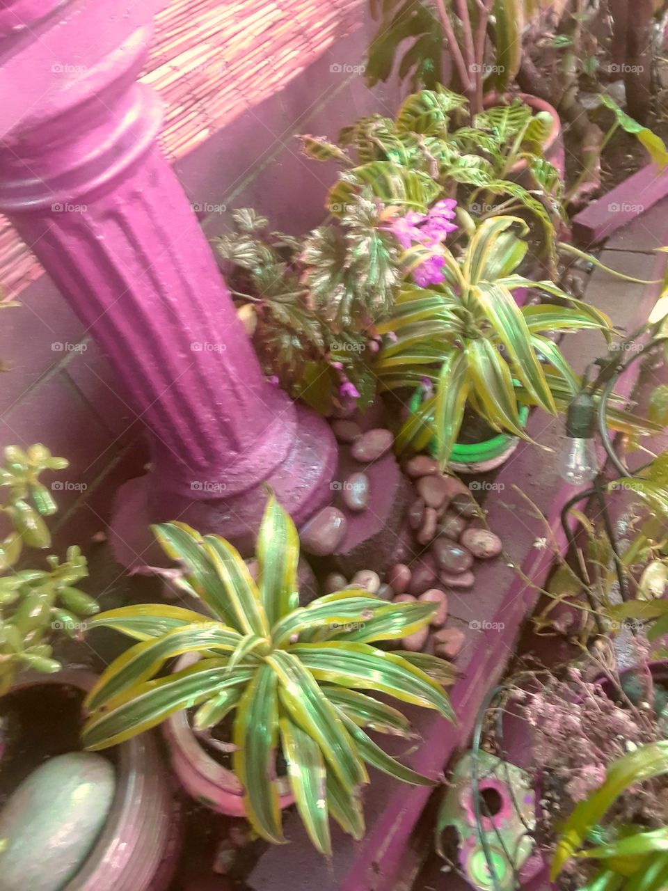 plants on garden