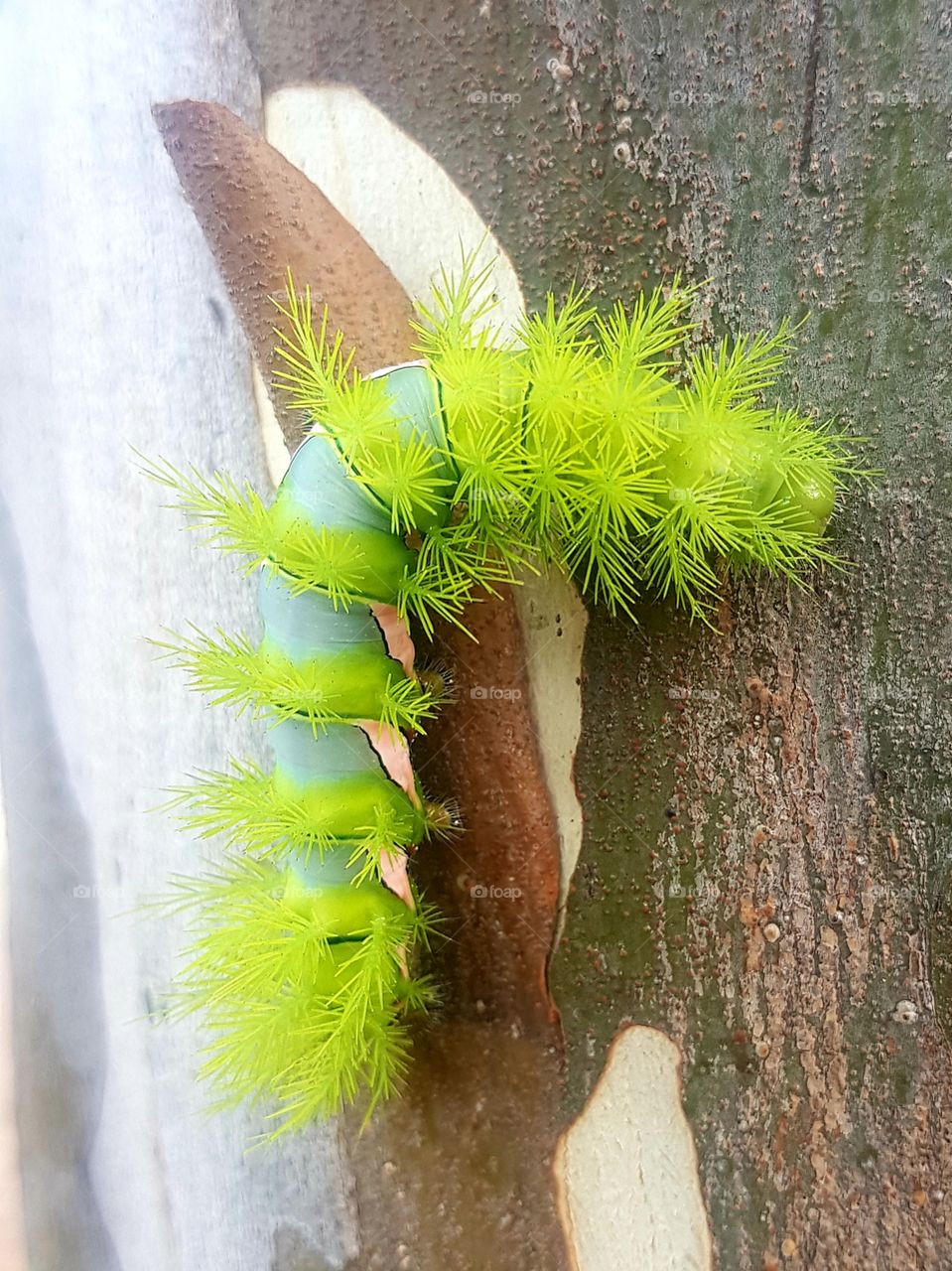 taturana or caterpillar