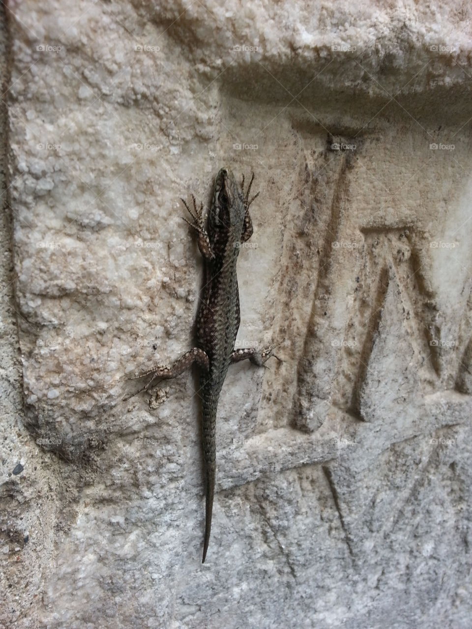 lizard on the wall