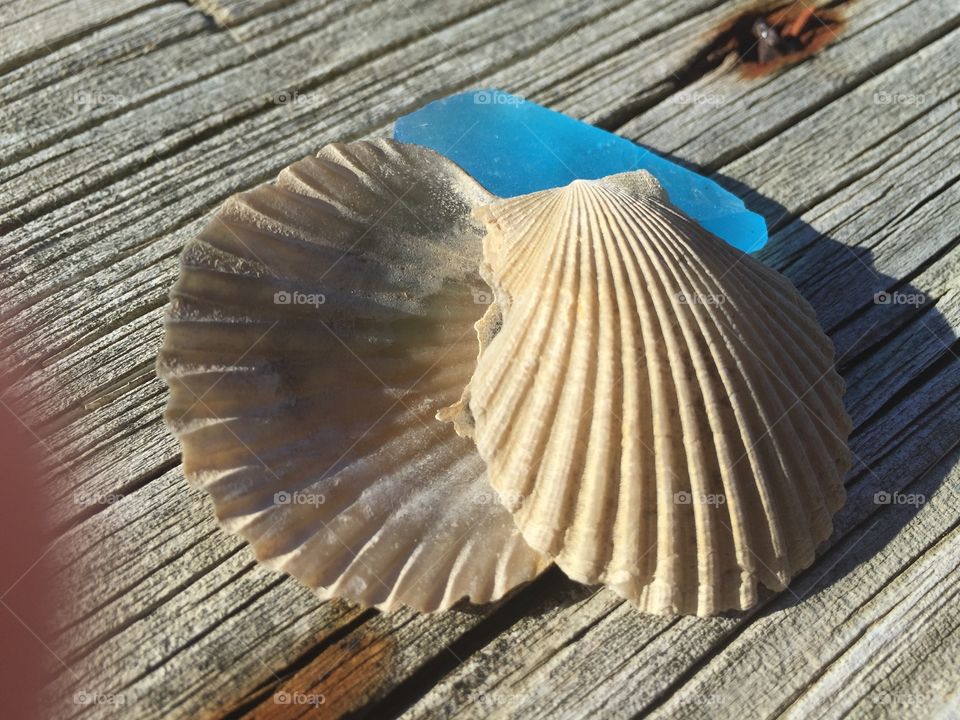 Sea shells