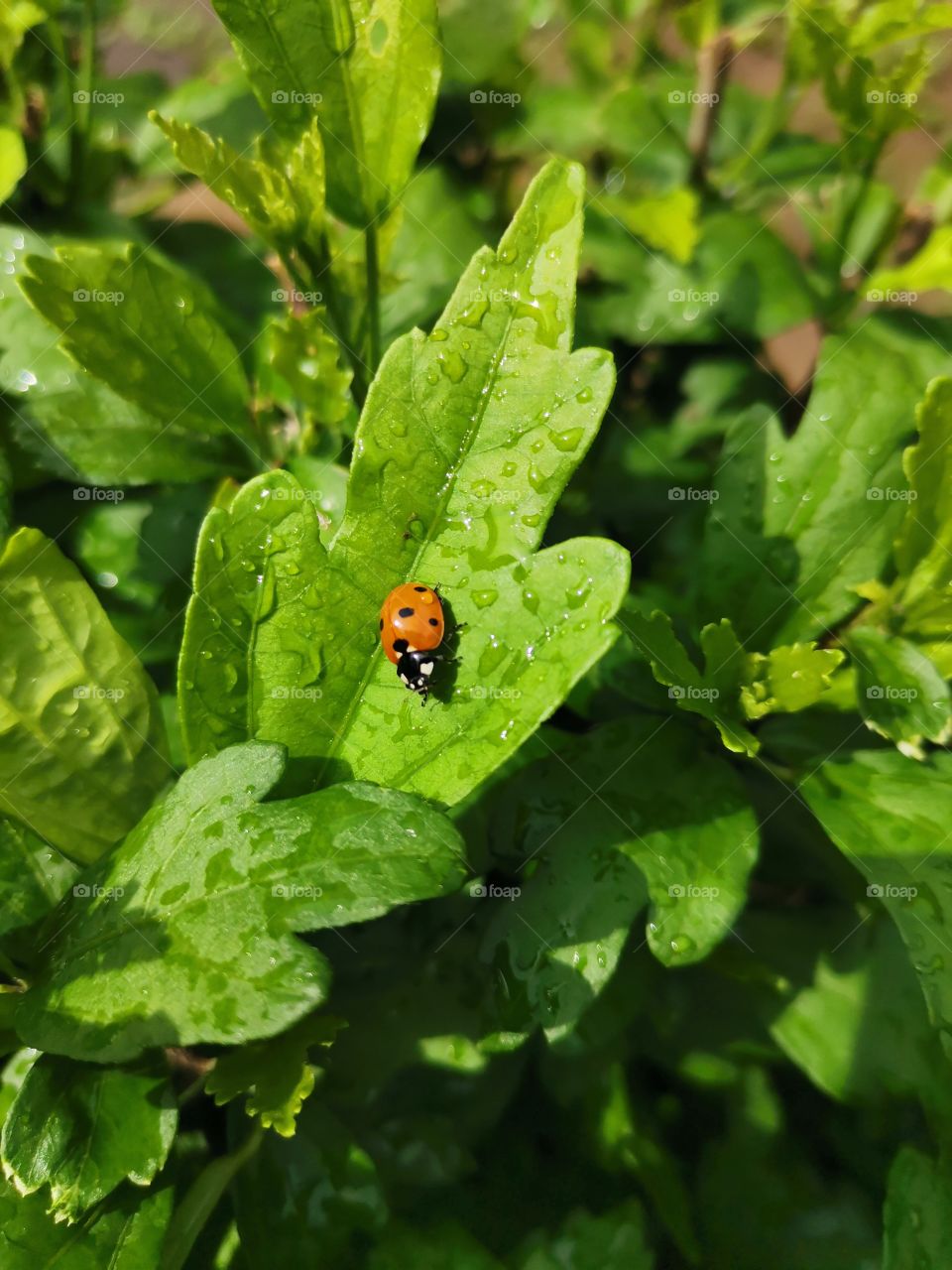 Ladybug