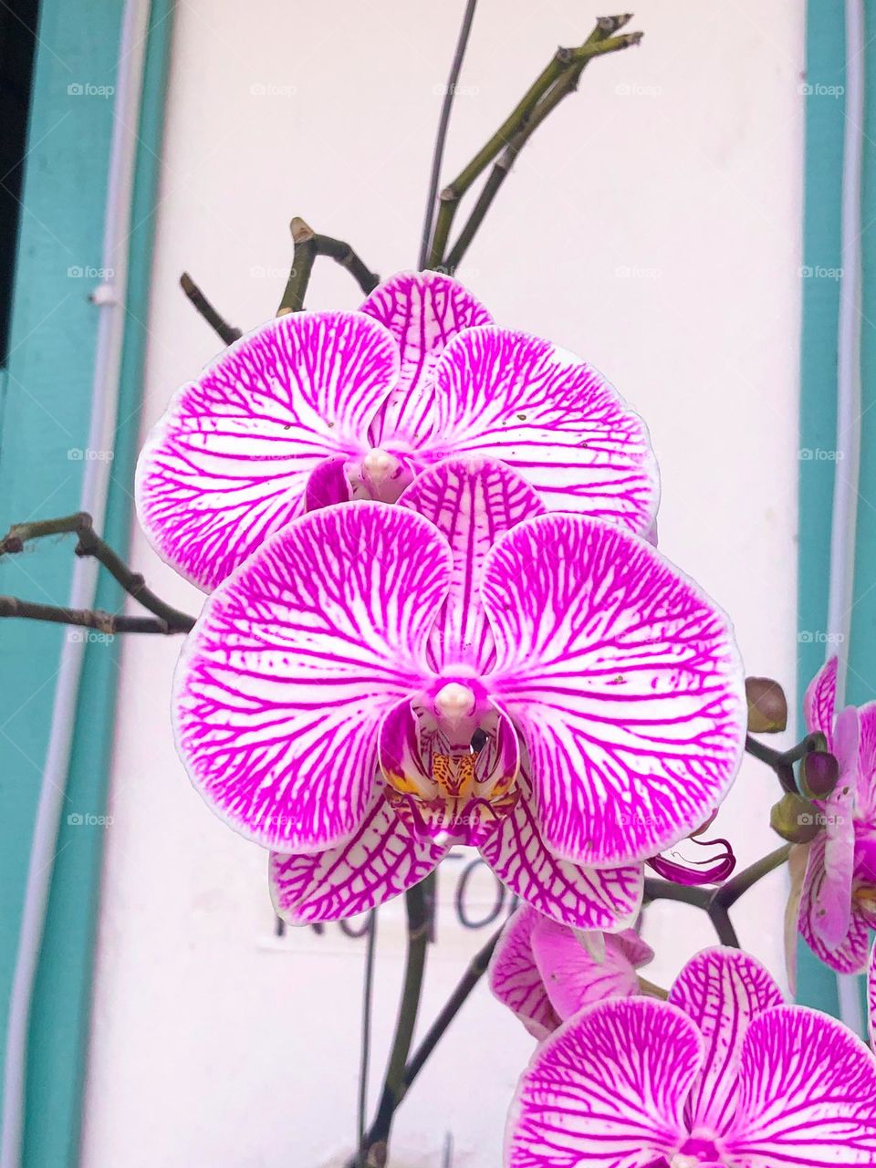 Orquídea. 