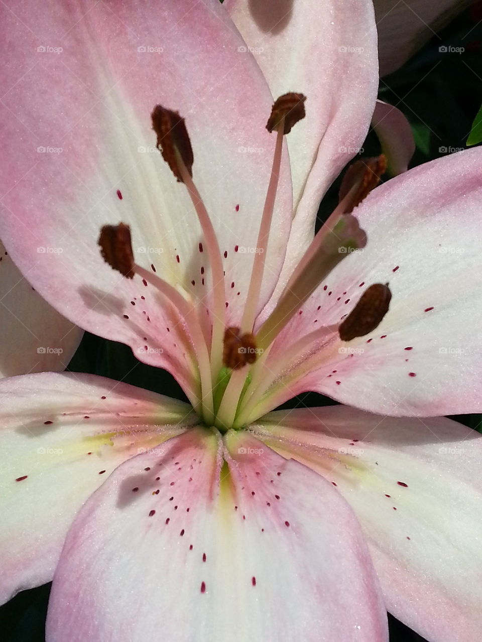 lily closeup