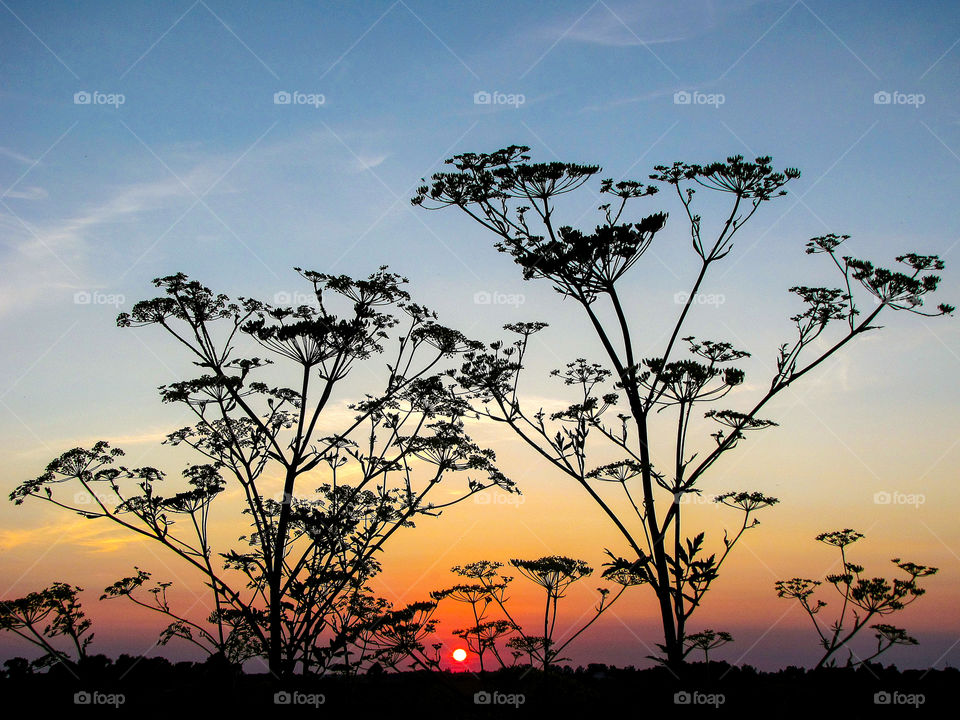 anthriscus sylvestris also know as cow parsley in sunset