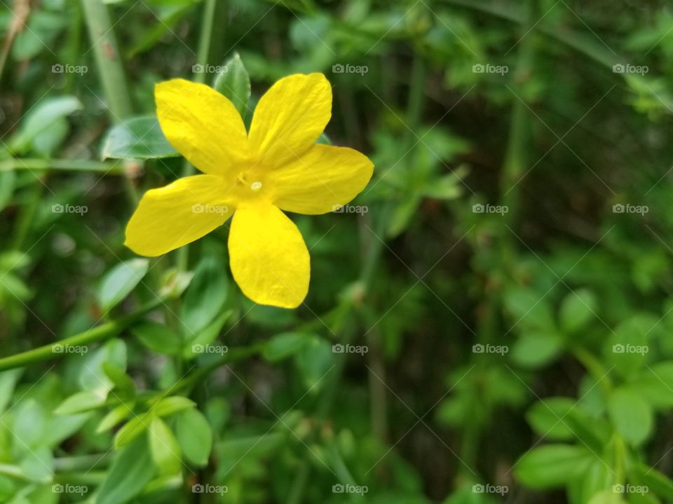 yellow and green