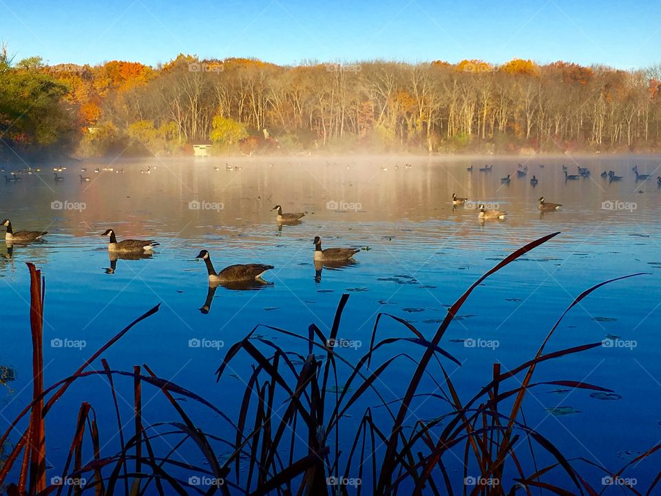 Flock of canada geese swimming in lake