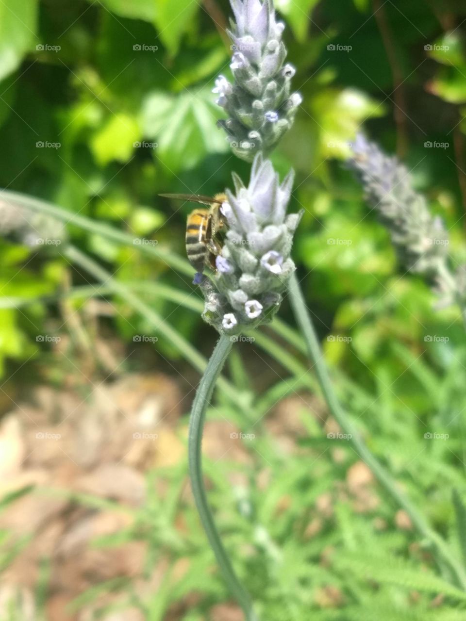 lavender and bees