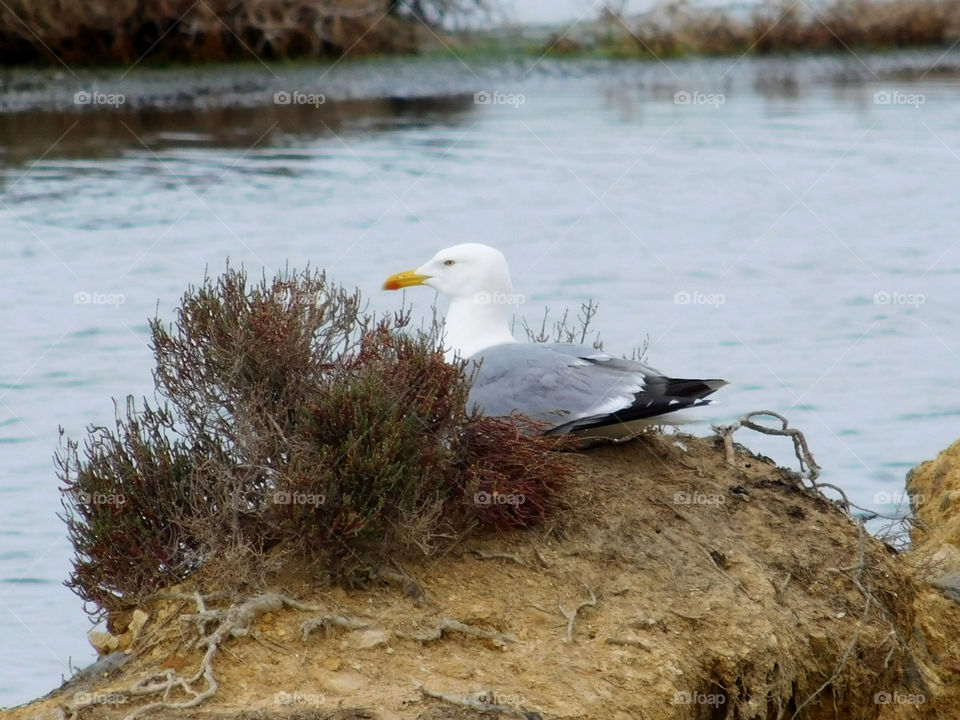 seagull