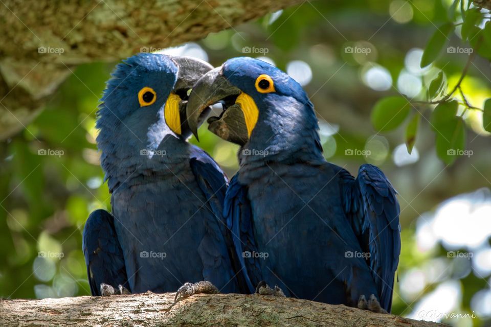 Araras azuis colorindo o Pantanal