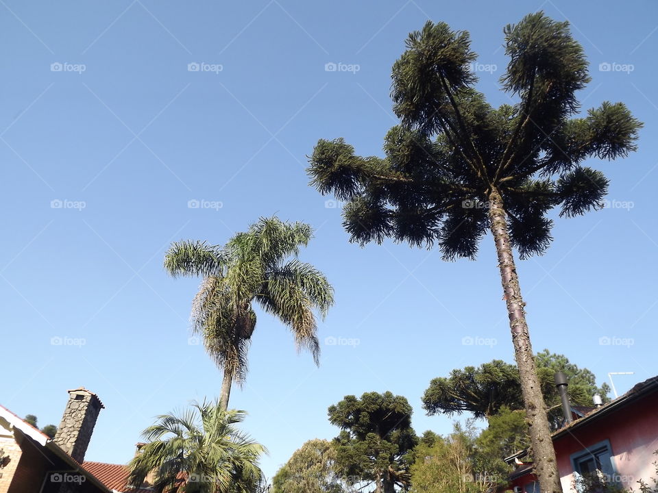 Tree, No Person, Sky, Travel, Palm