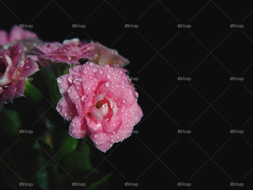 close-up rose- flower