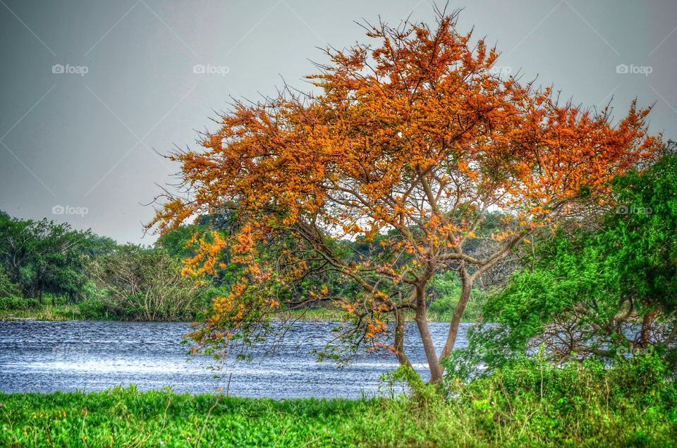 Autumn trees growing near by lake