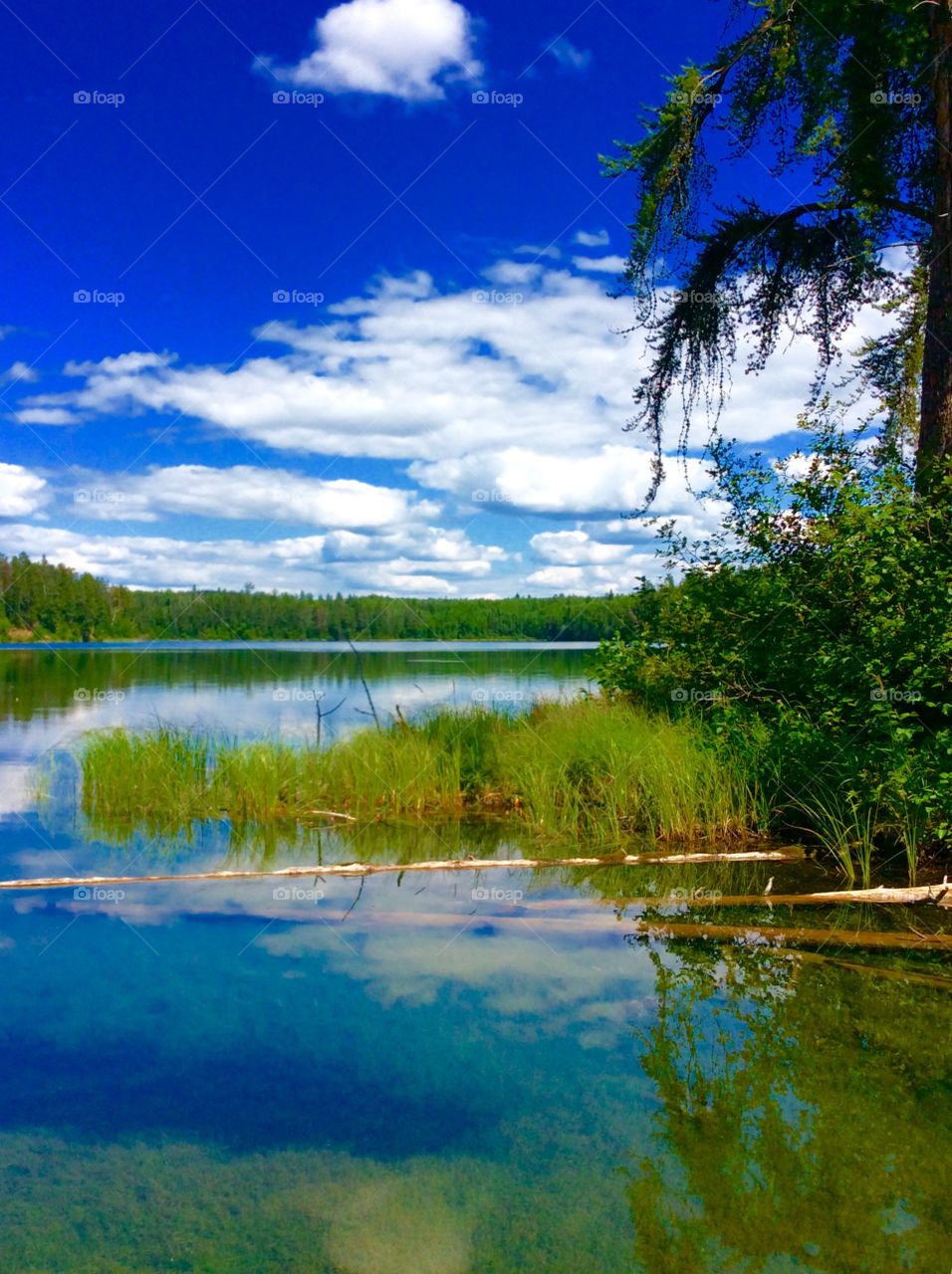 Tree reflecting on lake