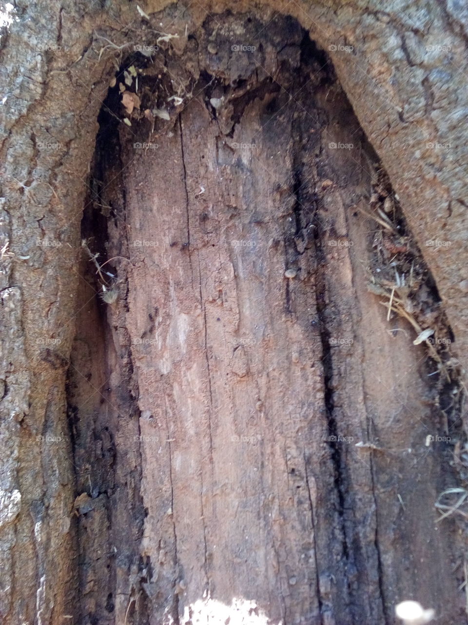 Hole in Tree Bark