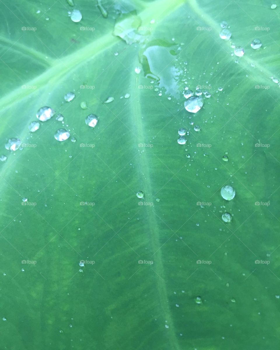 After the rain, water droplets form on plant leaf