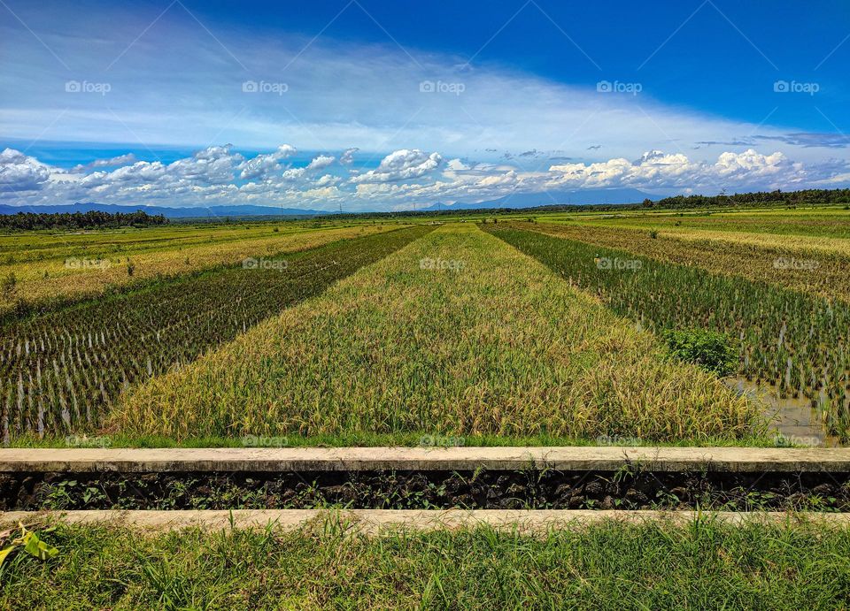 Ricefield