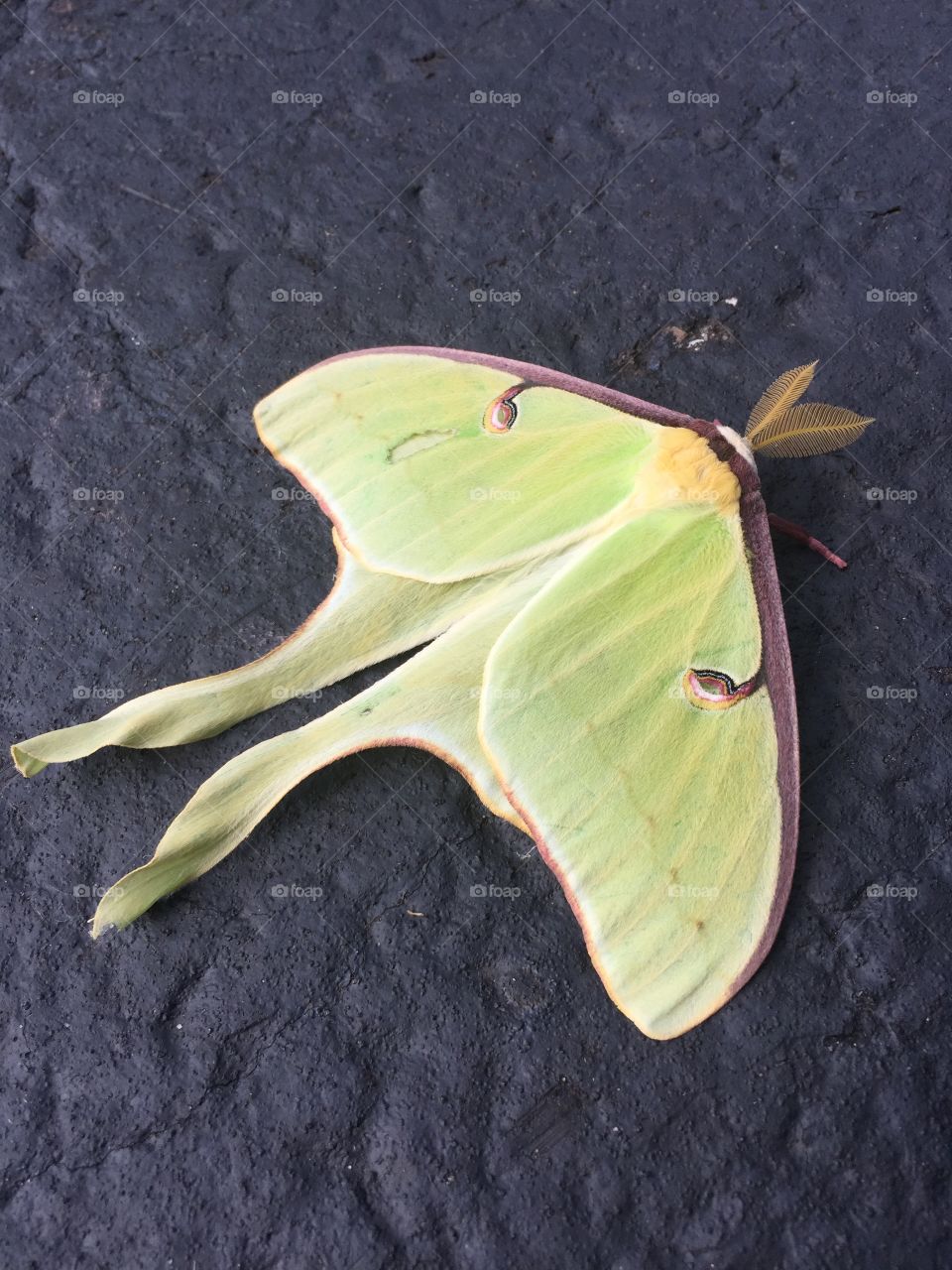 Moth. Found this moth in the parking lot where I work
