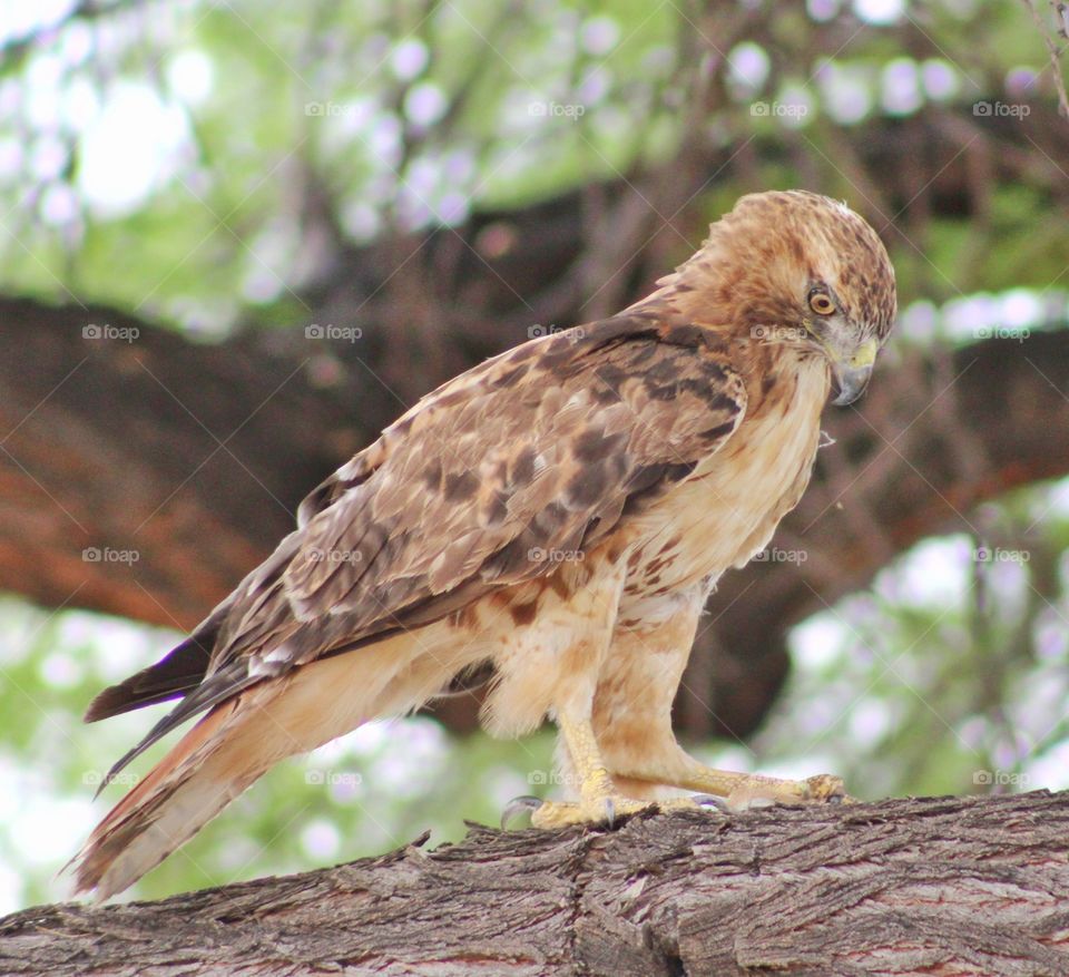 one of the pictures I love. I took this when I was walking at the park. I felt so lucky that day to see a Red tailed hawk, had a best view of this hawk resting on the tree and fortunately I have my camera too. my best wildlife photography so far.