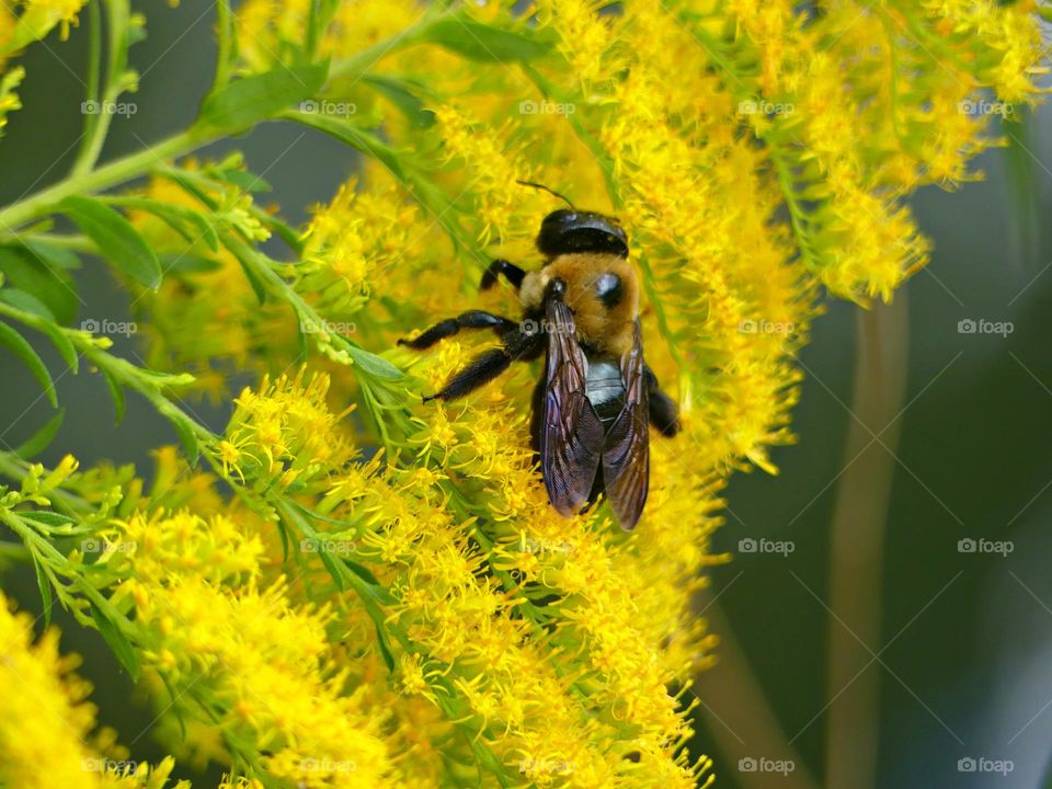 This is spring! This is spring - A Carpenter Bee on goldenrod flowers. They are an important source of both nectar and pollen for bees. 