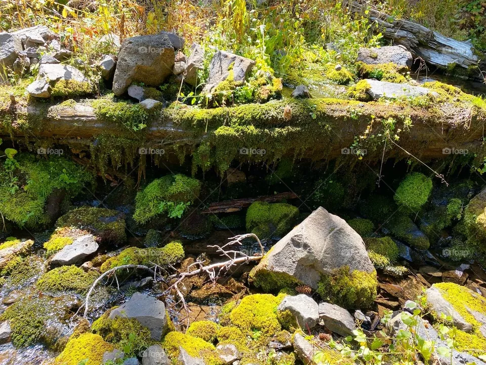 Mossy