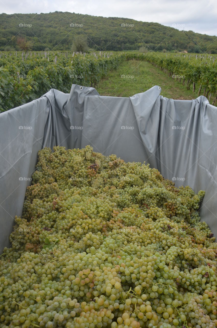 Grapes in vineyard's Vrbnik Croatia