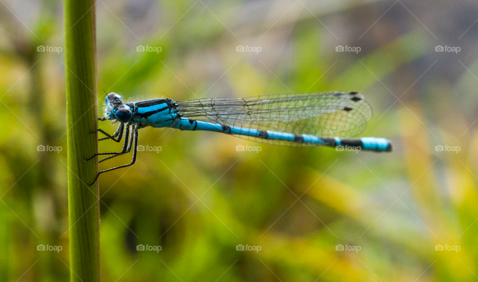 Blue Color Dragonfly on green blade of grass plant. Close Up View. Fresh Summer Nature Background.