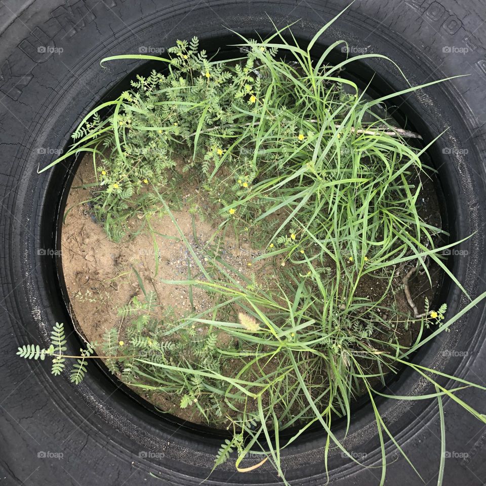 recycling image ,Natural weed