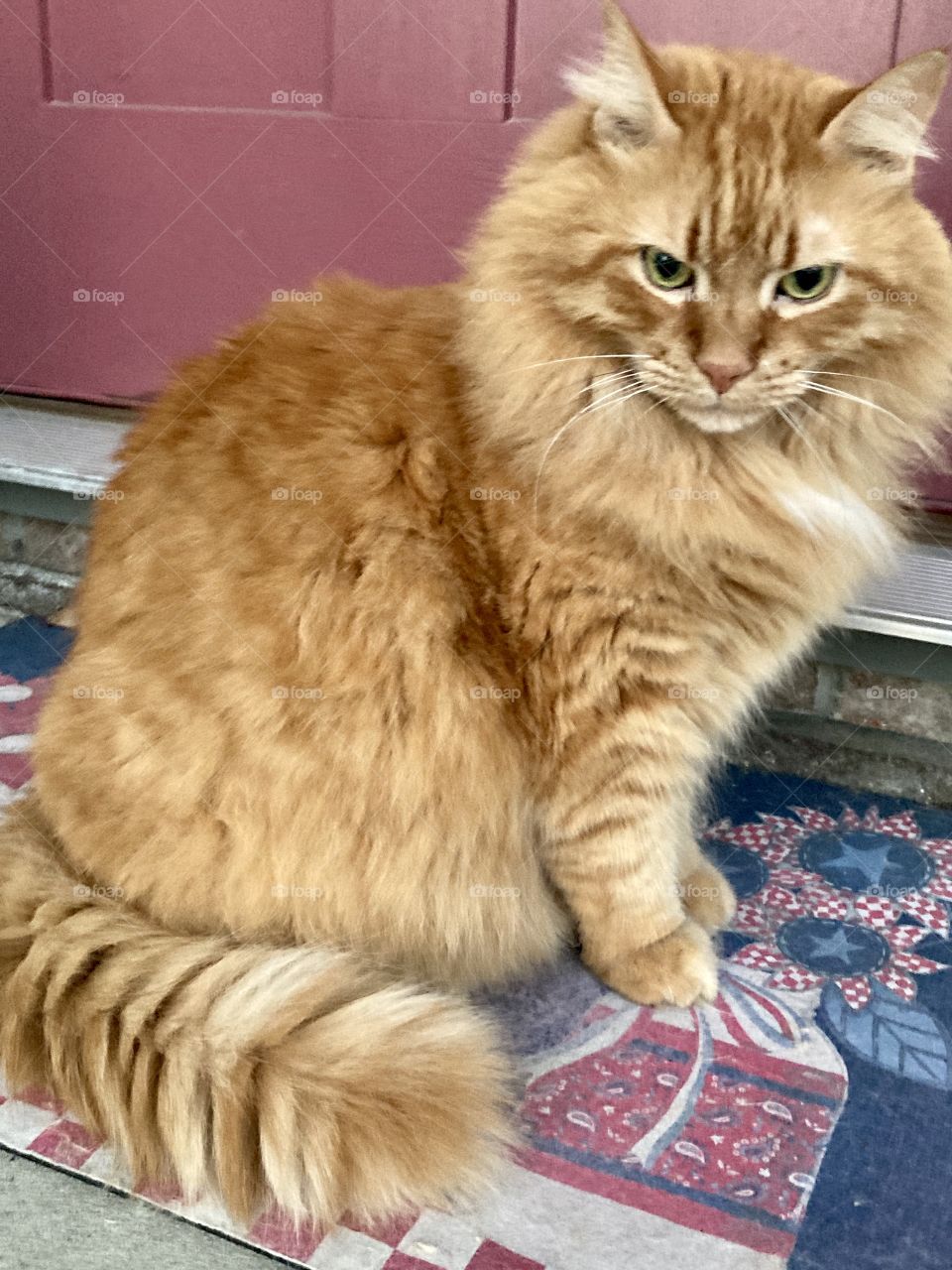 Cat sitting on doormat outside of door