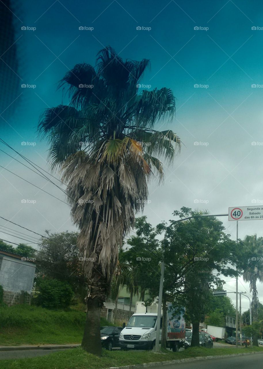 palmeira planta nativa da fauna brasileira
