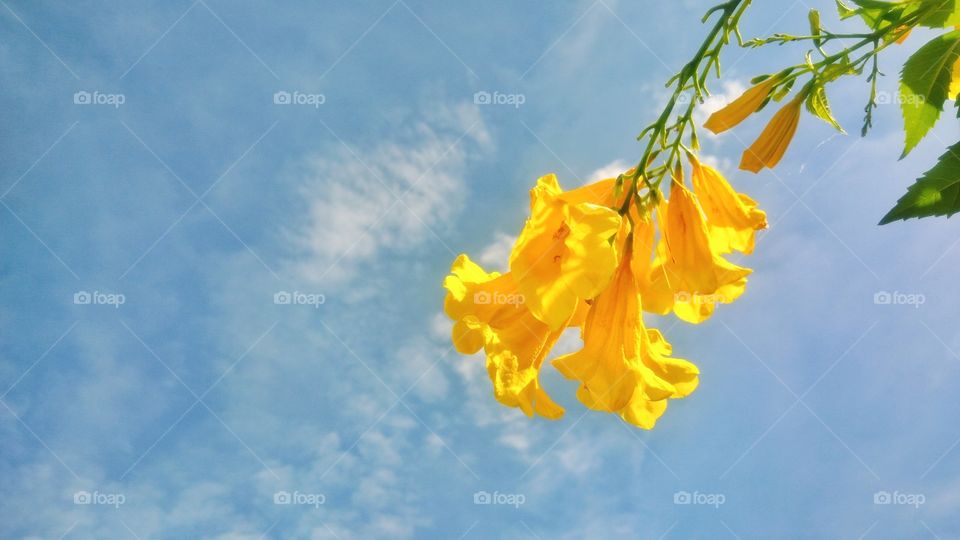 Yellow flowers with blue sky and clouds background