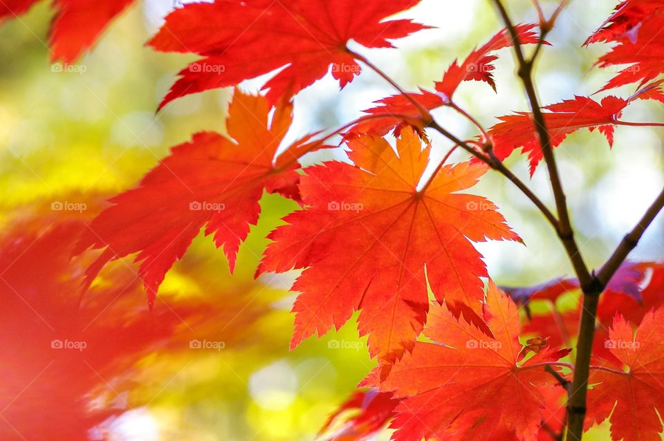 Beautiful red maple leaves