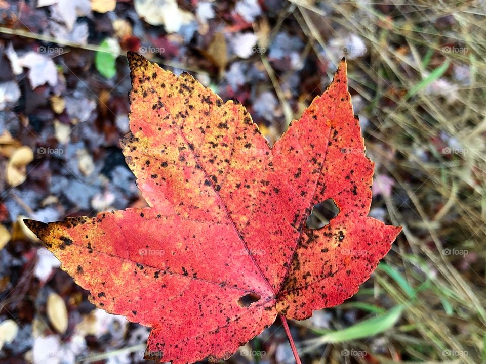 Fallen Maple Leaf 