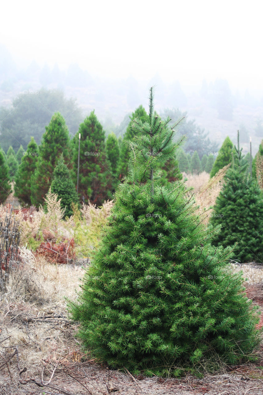Christmas tree plantation 