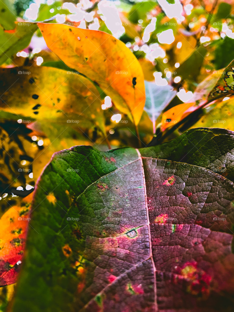 Nature: something that brings us together towards one common goal of preservation and flourishing. 