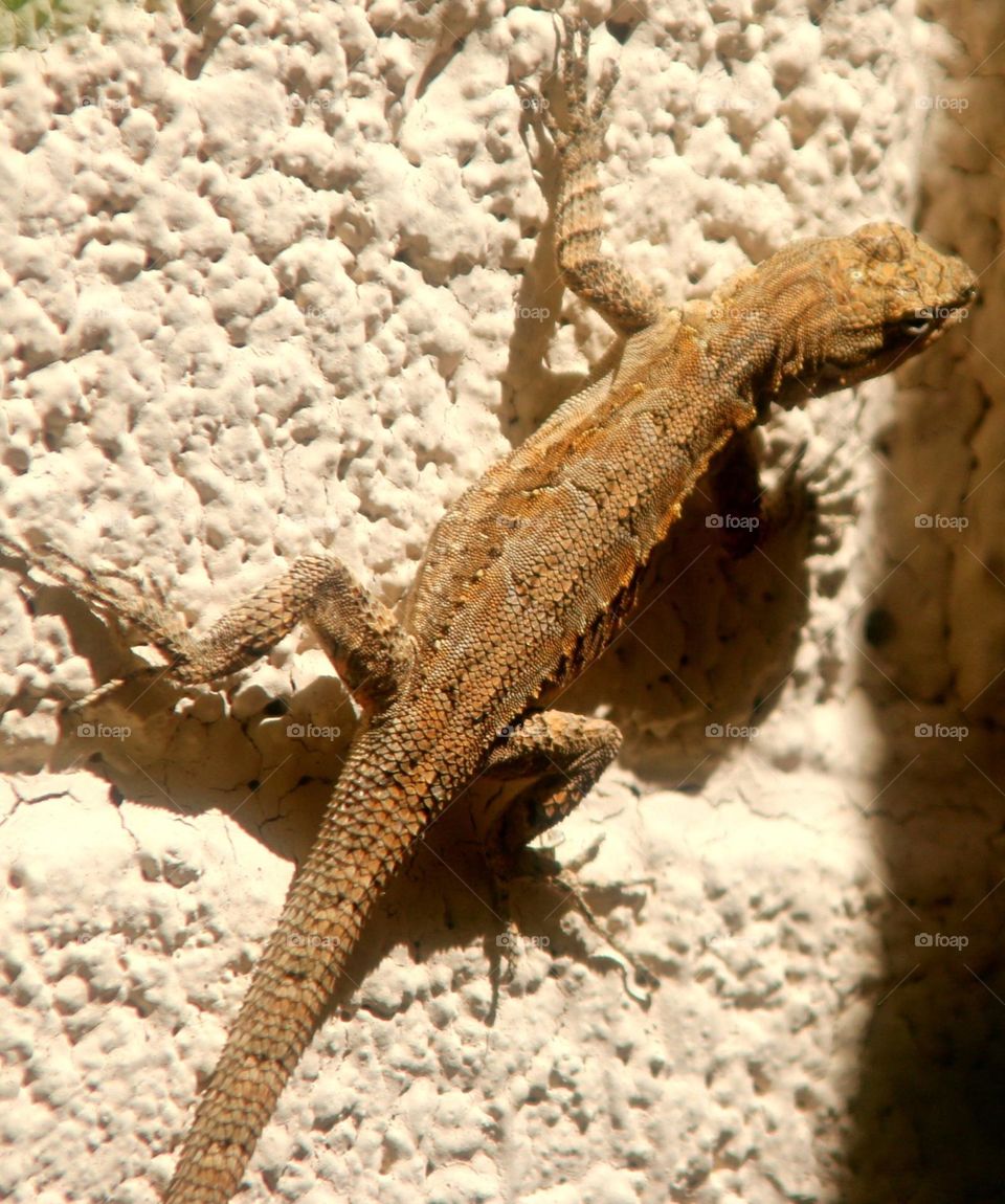 Gecko on a Stucco Wall