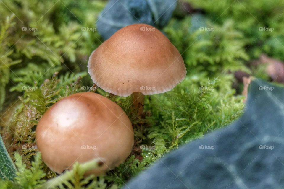 Two very small brown mushrooms in the forest - 2