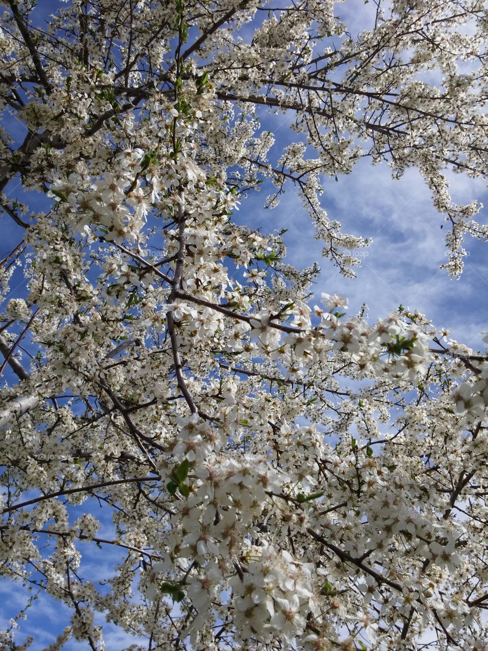 Spring in Garni 1