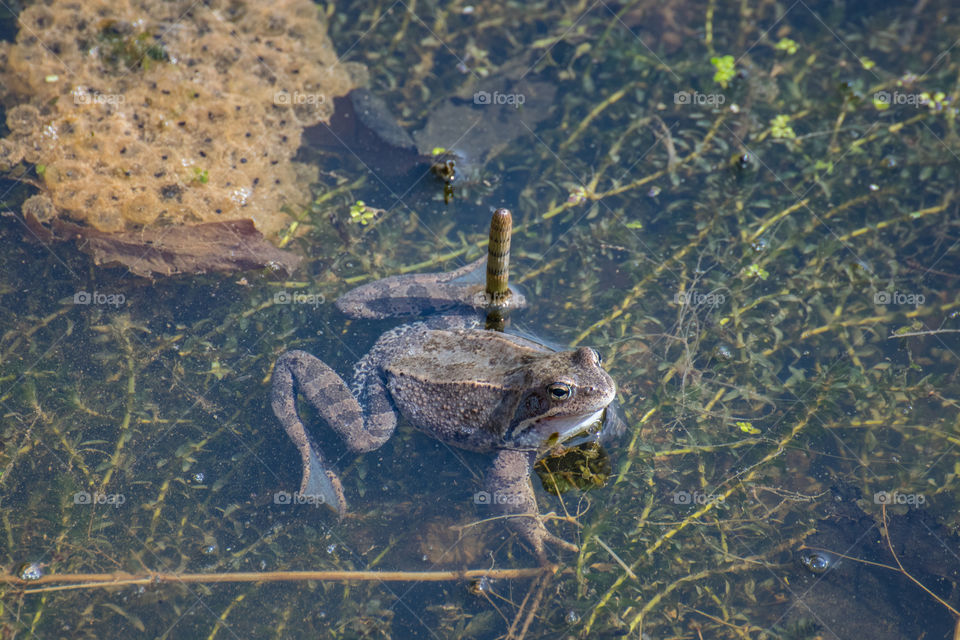 Frog with caviar in a transparent lake with beautiful algae