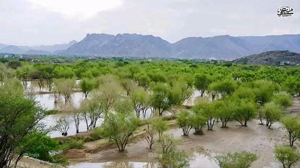 A very beautiful picture, and there is no better picture than it. There is no better picture of green herbs and colorful, red and white roses than it. Glory be to God, the natural and picturesque view, and there is no more