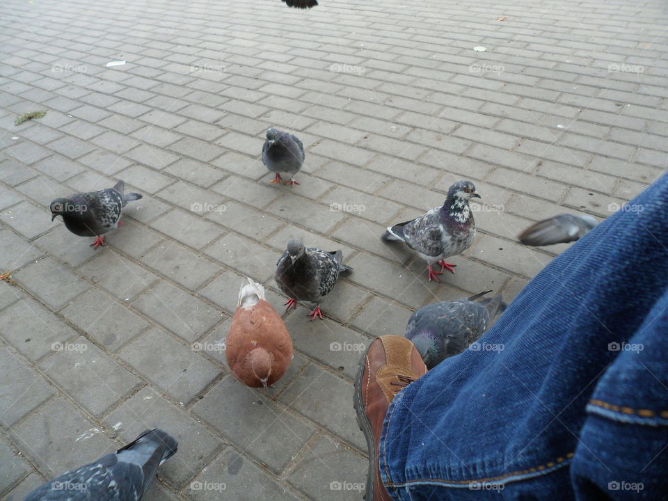 urban pigeons on the street in Kiev, Ukraine