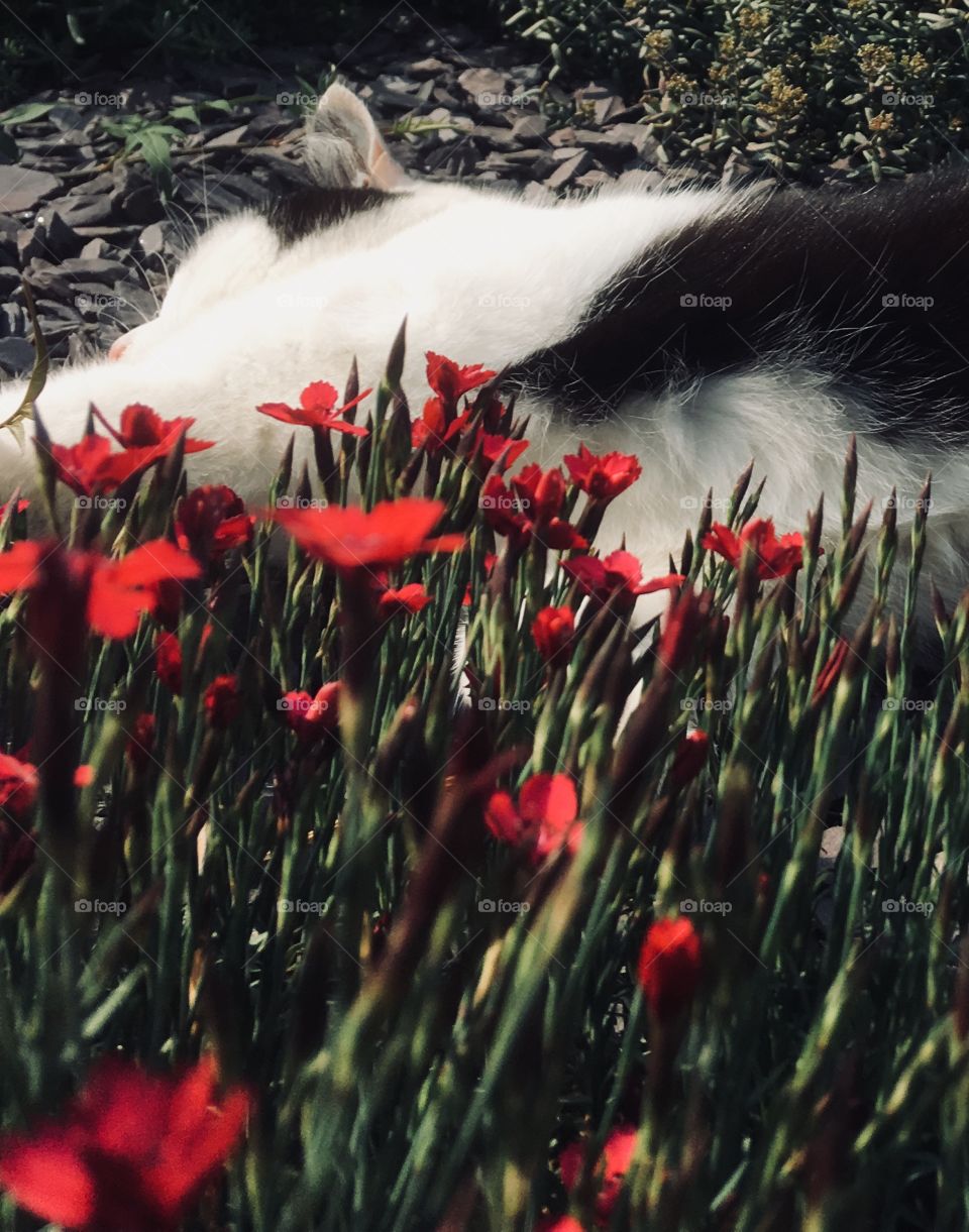 Kit kat rolls behind the flowers 
