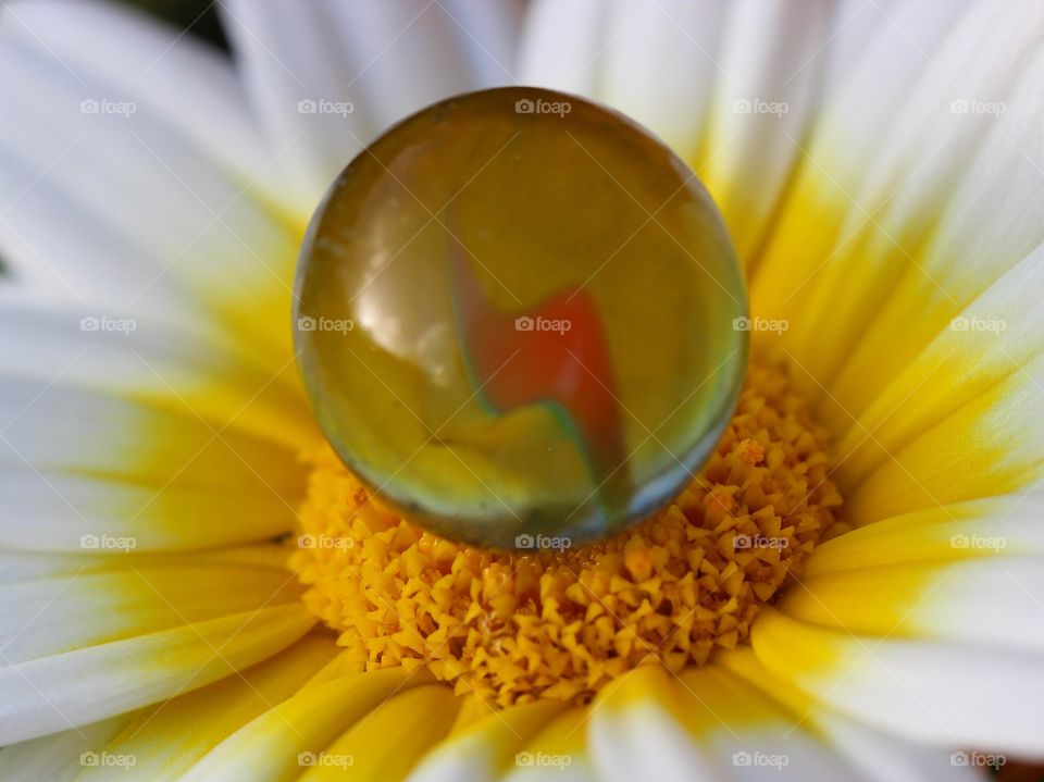 Beautiful macro daisy flower and marble 