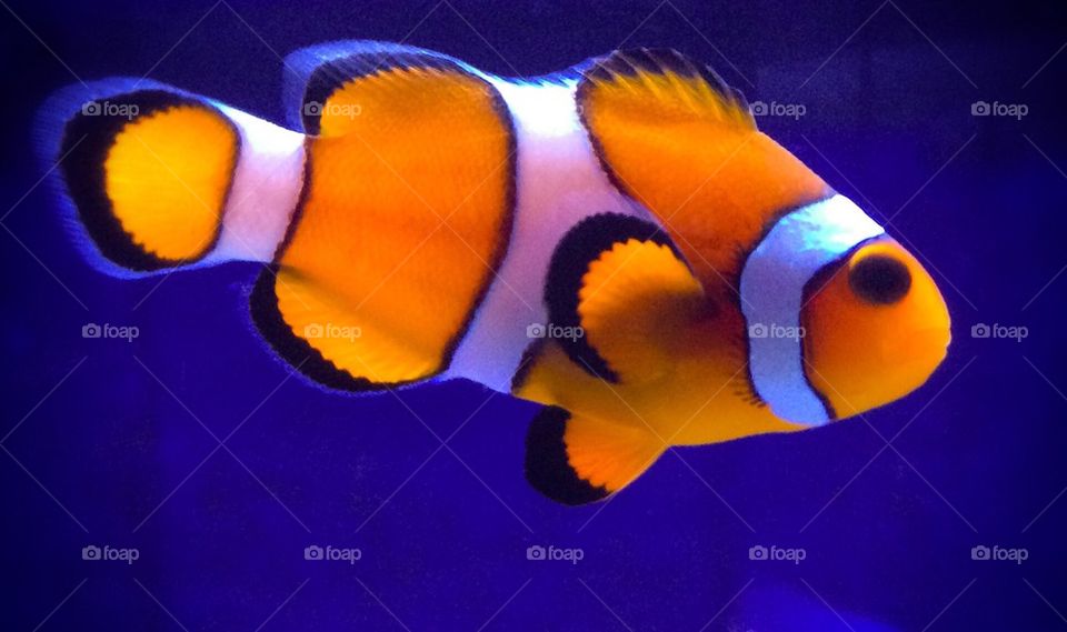 Bright Clownfish