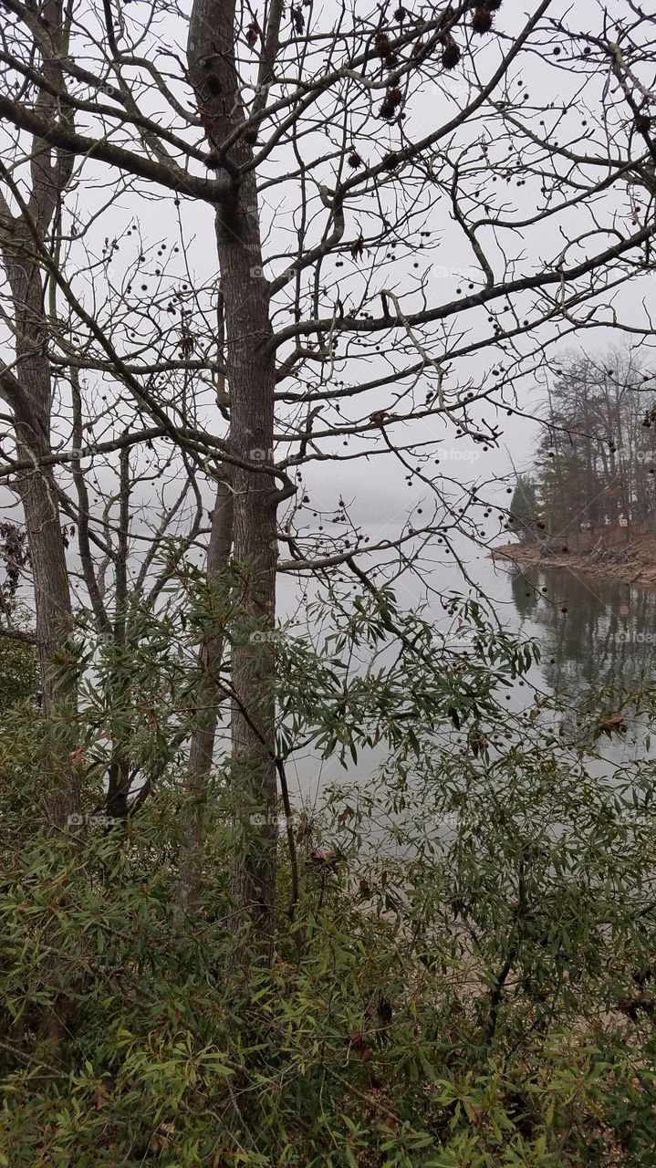 foggy day by lake.