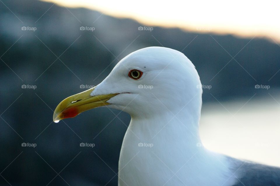 a sea gull